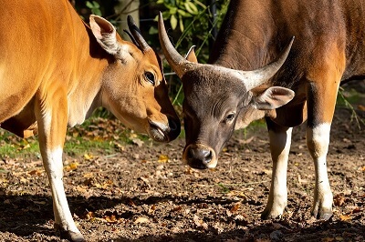 Two Banteng