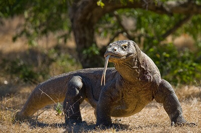 Komodo Dragon